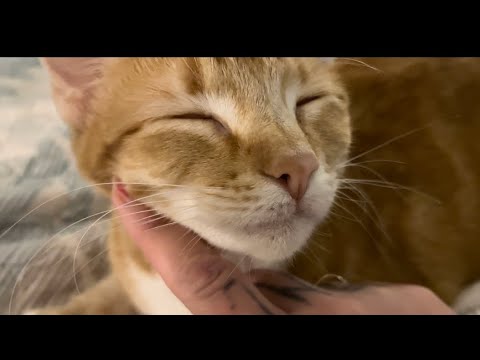 ASMR | cat petting and purring with Momo 🐱 no talking