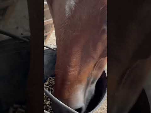 Horse eating sounds         #asmr #visualtriggers #asmreating #asmrsounds #asmrvideo #eatingsounds
