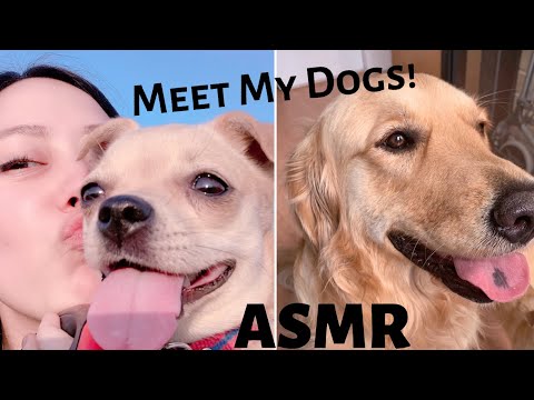 ASMR MEET MY DOGS!! 🥺💗🐕 [Chihuahua & Golden Retriever]