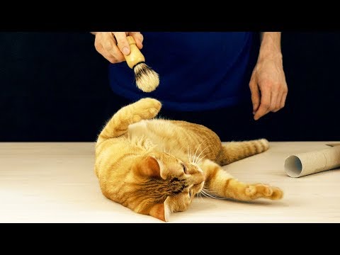 CATS REACT TO ASMR (14 triggers)