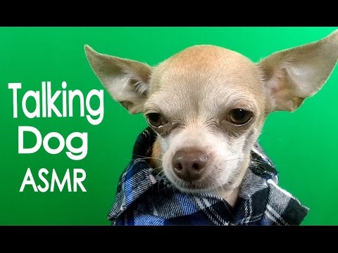 Talking Dog  *ASMR*