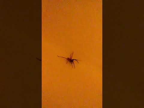 The discovery of the bath spider/asmr