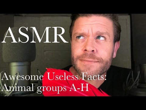 ASMR  |  Awesome Useless Facts – Animal Groups A-H