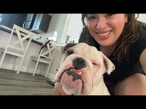 ASMR| Giving my English Bulldog another massage, he is 8 months old today 🎈🎂-CLOSEUP