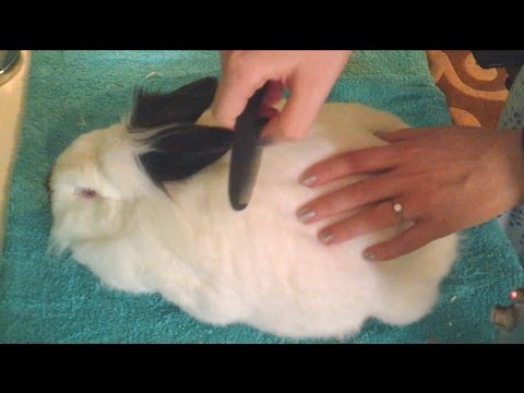 ASMR Pet Rabbit Grooming