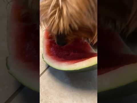 puppy eating watermelon 🍉 #dogshorts #yorkie #shorts
