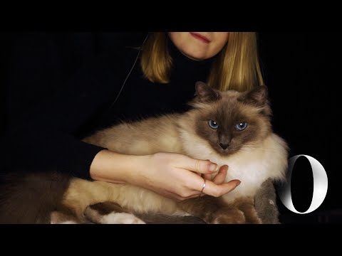 SeSo | Cat ASMR (purring, brushing, petting, whispering ...)