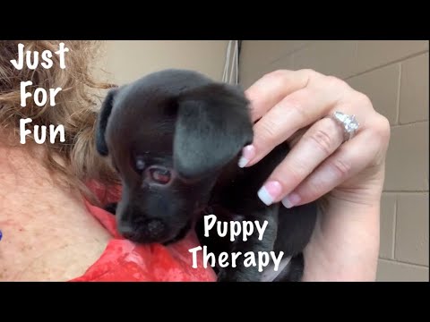 Puppy Therapy (non-ASMR) Cute puppy