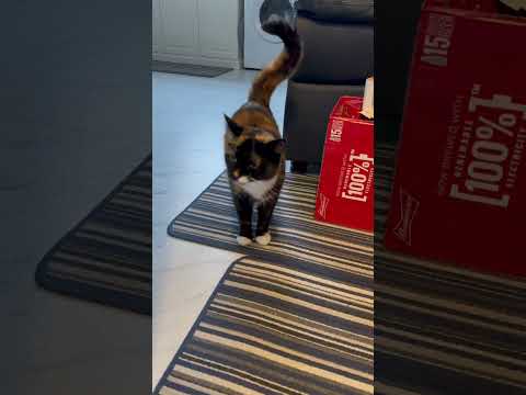 CAT SAYING “I lav yewww❤️” #cat #catstalking #catvideos #funnycats