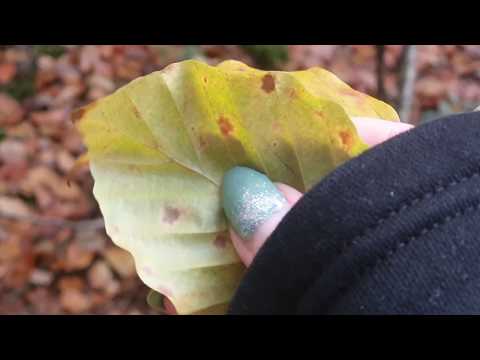 Autumnal Woodland walk ASMR , squishy mud, leaves, bird song nature Samsung note 10 plus test