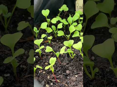 ASMR soft spoken update from my raised bed 🌱🍓 (1) #shorts