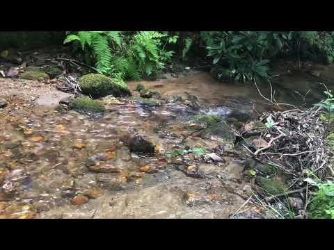 Stream Nature Water Sounds
