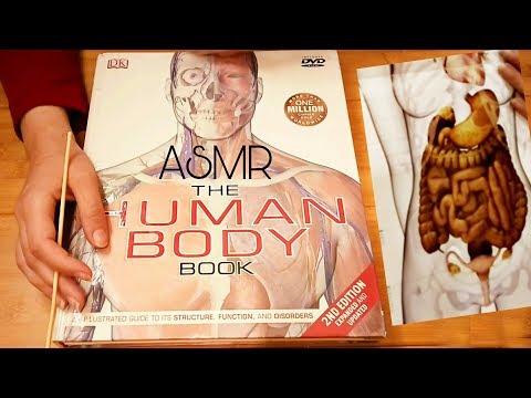 The Human Body Book - Endocrine + Cardiovascular Systems ASMR