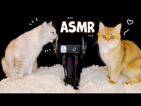 АСМР Котики и микрофон  👂🐈 ASMR Cats and Microphone