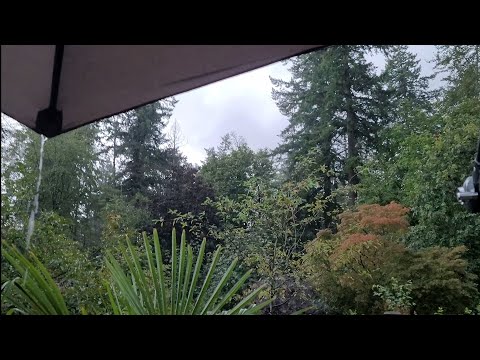 ASMR In A Thunderstorm-Soft Camera Tapping(Lo-fi)