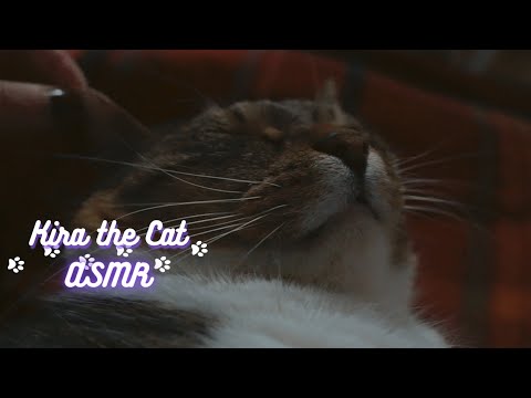 ASMR | CLOSE UP On My Purring Cat 😻 (Lots Of Purrs)