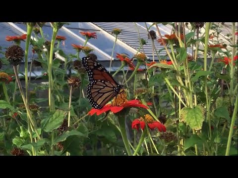 ASMR Inaudible Whispers in the Garden with Layered Sounds