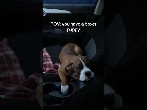 POV: you have a boxer puppy
