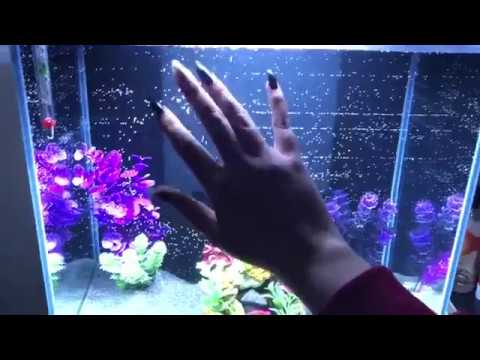 Aquarium ASMR - tapping and water sounds 🐠
