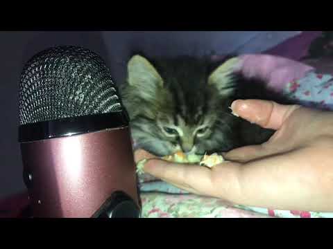 ASMR/ Cat eating /АСМР Кот ест