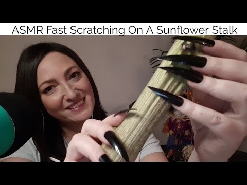 ASMR Fast Scratching On A Sunflower Stalk