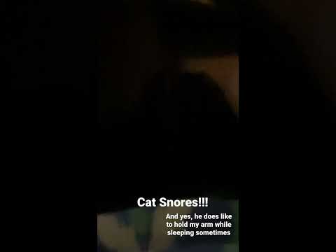 Cat Snores ASMR