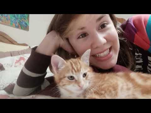 ASMR Kittens for Happiness