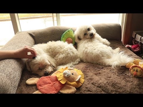 send this to someone who loves doggies c: [ASMR]