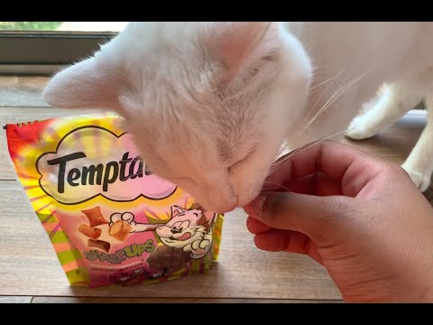 ASMR Cat Purring+Treat Snacking