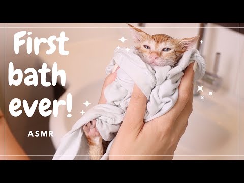 Kitten Bath | No stress ASMR