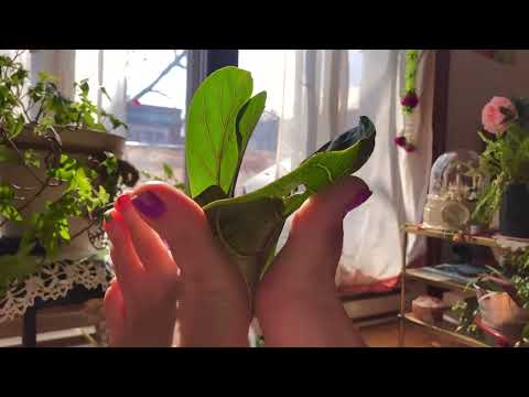 ASMR bare feet playing in sun with plants