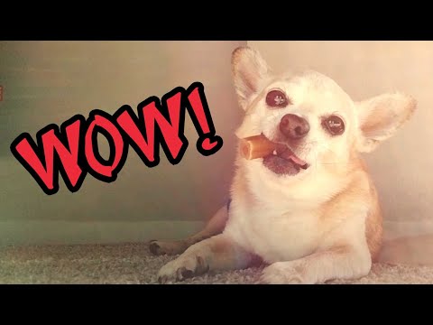 CHIHUAHUA ASMR 🥡 Chowie's Happy Time Golden Star Feast