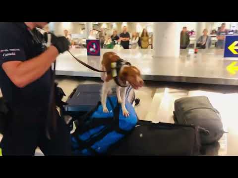 ASMR patrol dog sniffing the suitcases at airport