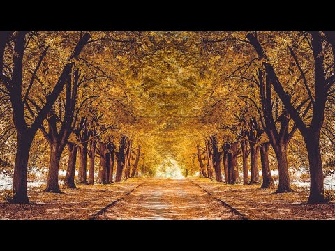 3h ASMR Autumn, Whispers, Steps on Leaves, Cozy Ambience, Fall Forest, Sleep