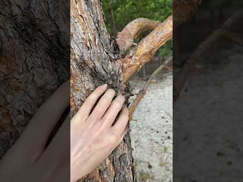 ASMR pine scratching