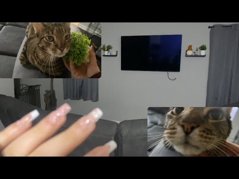 Asmr Tapping Around My Living Room (no talking)