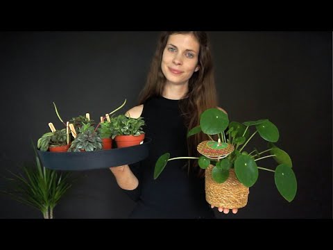 ASMR | plant lady helps you out 🌿(Dutch accent soft spoken)