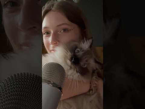 Kitty ASMR 💗🐱✨