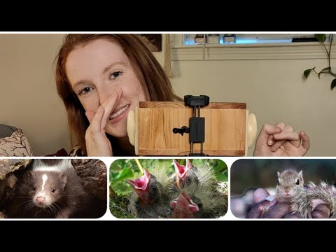 [ASMR] Storytime~ How I Helped Rescue Orphaned Wildlife 🐇❤️ & Other Fun Animal Tales