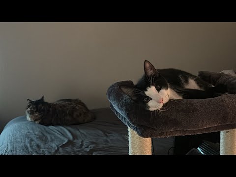 ASMR //  ♡ Meet my cats! 🐱 (Lofi, whispers, scratching)