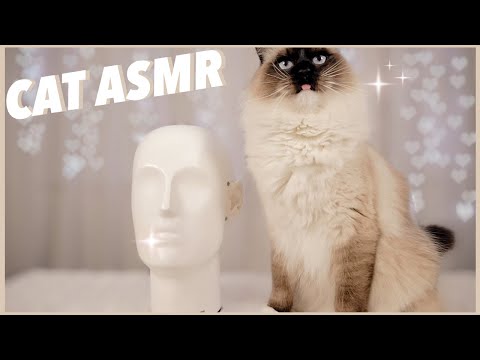 Letting My Cat Make ASMR ft Bernie the Seal Mitted Ragdoll named after Bernie Sanders