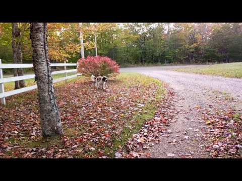 ASMR Walking on Cruchy Fall Leaves (No Talking)