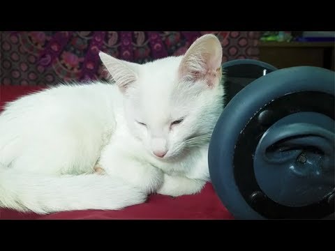 1 Hour CUTEST CAT PURRING By This Baby KITTEN | Relaxation | ASMR for Sleep