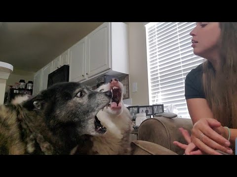 Recording Struggles with Talking Huskies