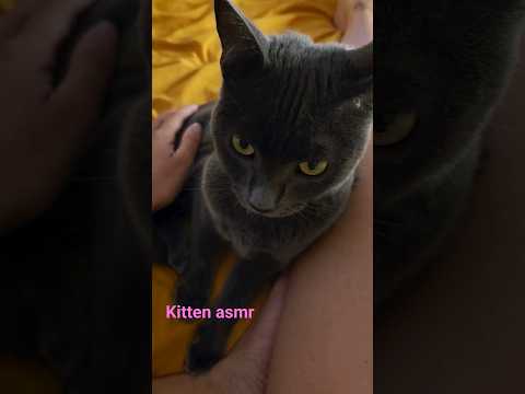 asmr kitty yoga today 🧘‍♀️✨️💜  #asmr #cat