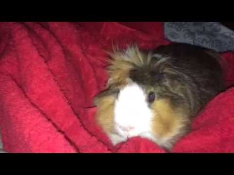 Goku The Guinea Pig Gives You ASMR Pet Therapy