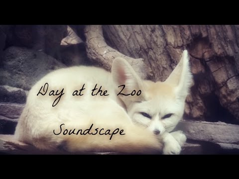 ☆★ASMR★☆ Day at the Zoo | Tingly Soundscape