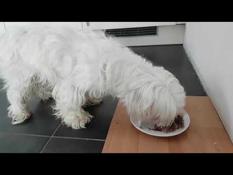 🐶NOM NOM NOM - My dog eats | ASMR
