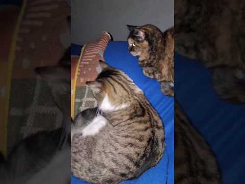 Durmiendo con los michis #cat #cute #cats #gatos