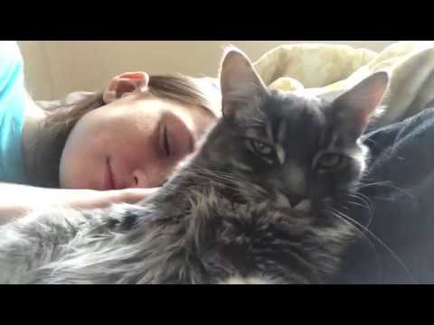 Cat purring ASMR [hanging out with my cats]